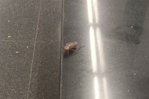 Barcelona.  Encuentran cucaracha en el metro y empresa sorprende con respuesta