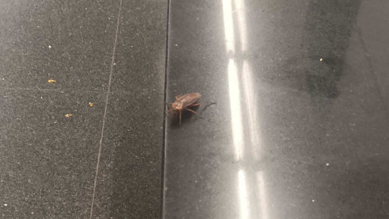 Barcelona.  Encuentran cucaracha en el metro y empresa sorprende con respuesta