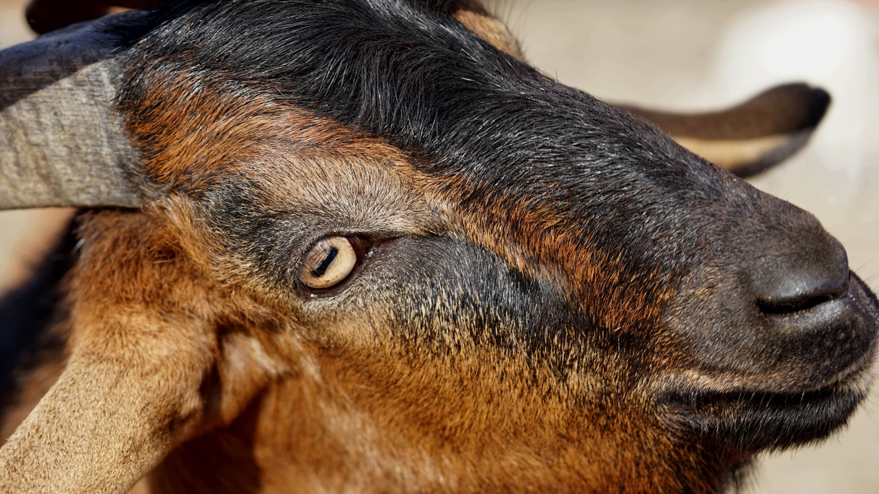 Detenido un empleado por violar una cabra en un hospital veterinario de Madrid
