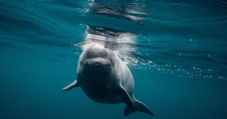 Traslado exitoso de belugas de Ucrania a España en una operación de “alto riesgo”