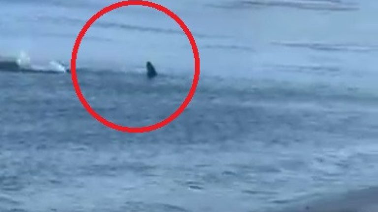 ¡Espantoso!  Tiburón filmado nadando hacia una playa de arena española