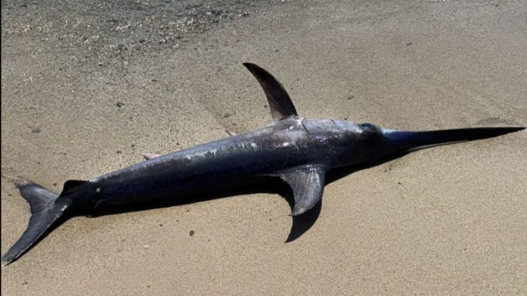 Cierran la playa de Tarragona tras la aparición de un pez espada de 2 metros