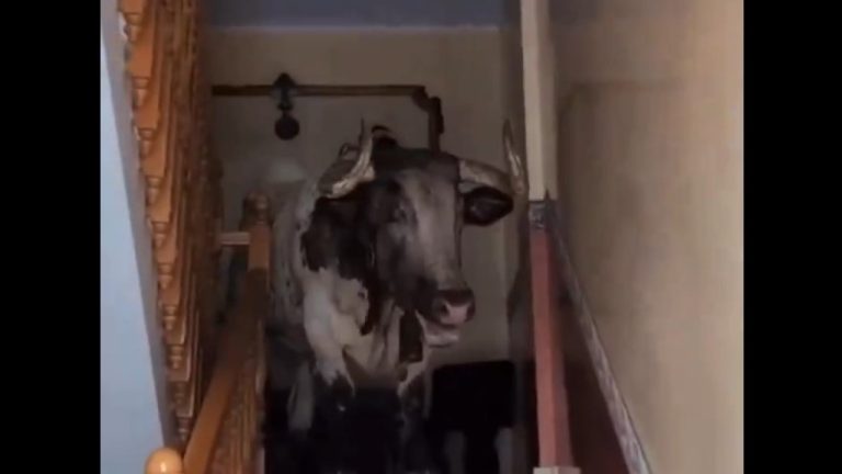 Toro invade casa durante fiestas en España.  Aquí está el momento