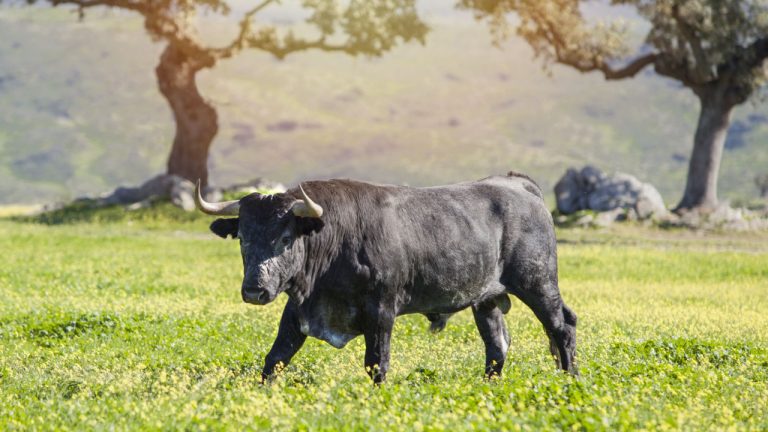 Un toro deja gravemente herido a un veterinario en España